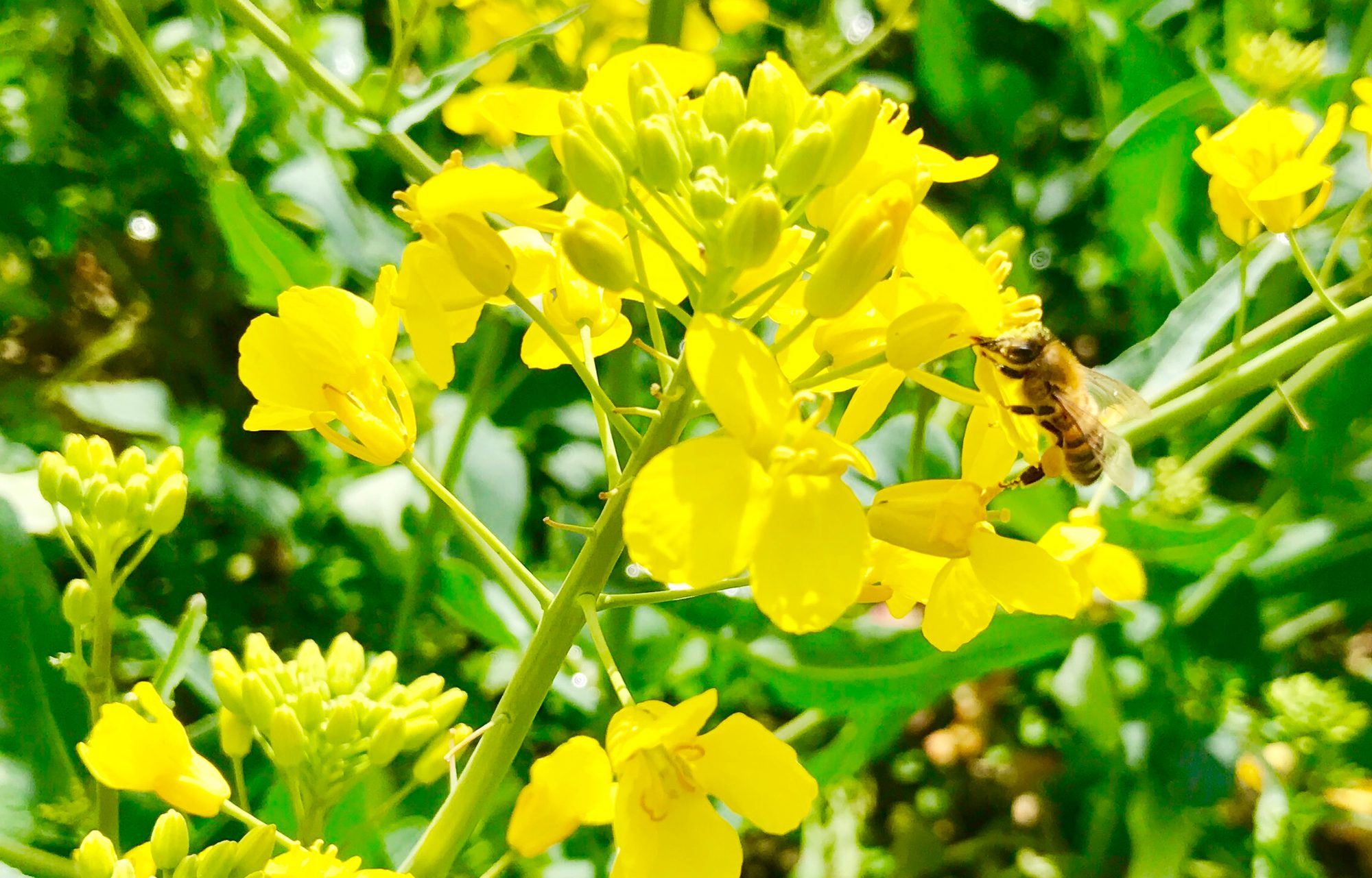 Biene auf Blühfläche