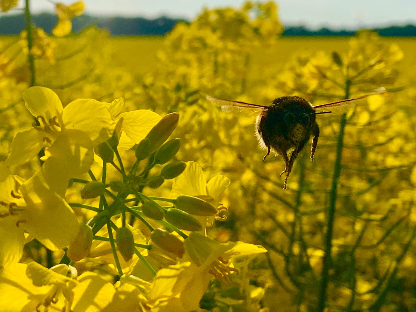 Hummel auf Blühfläche