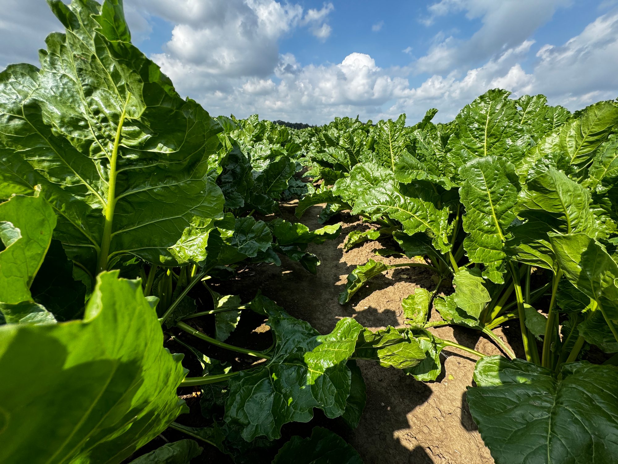 Zuckerrüben für die Region