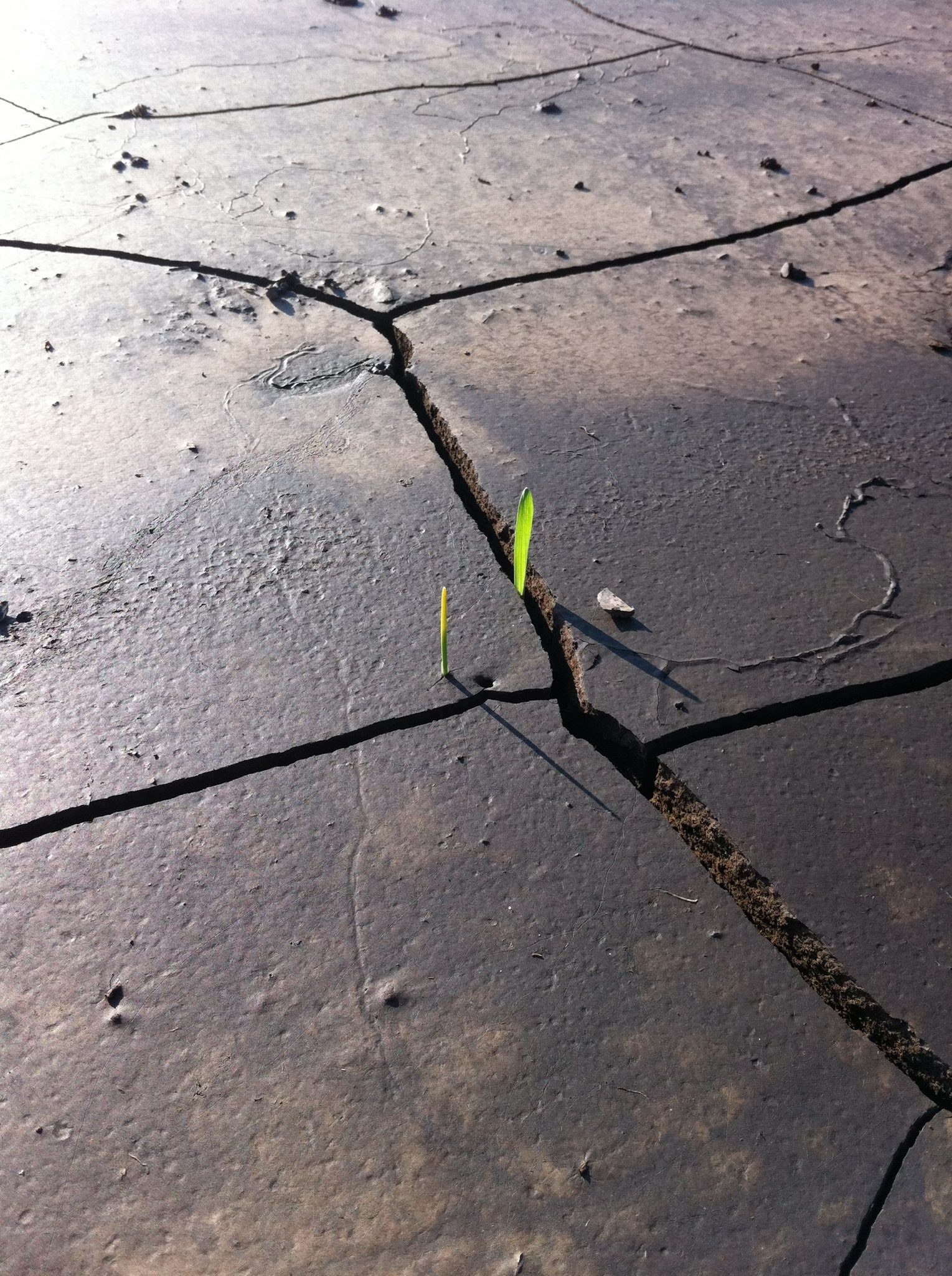 Manchmal grüßt die Natur