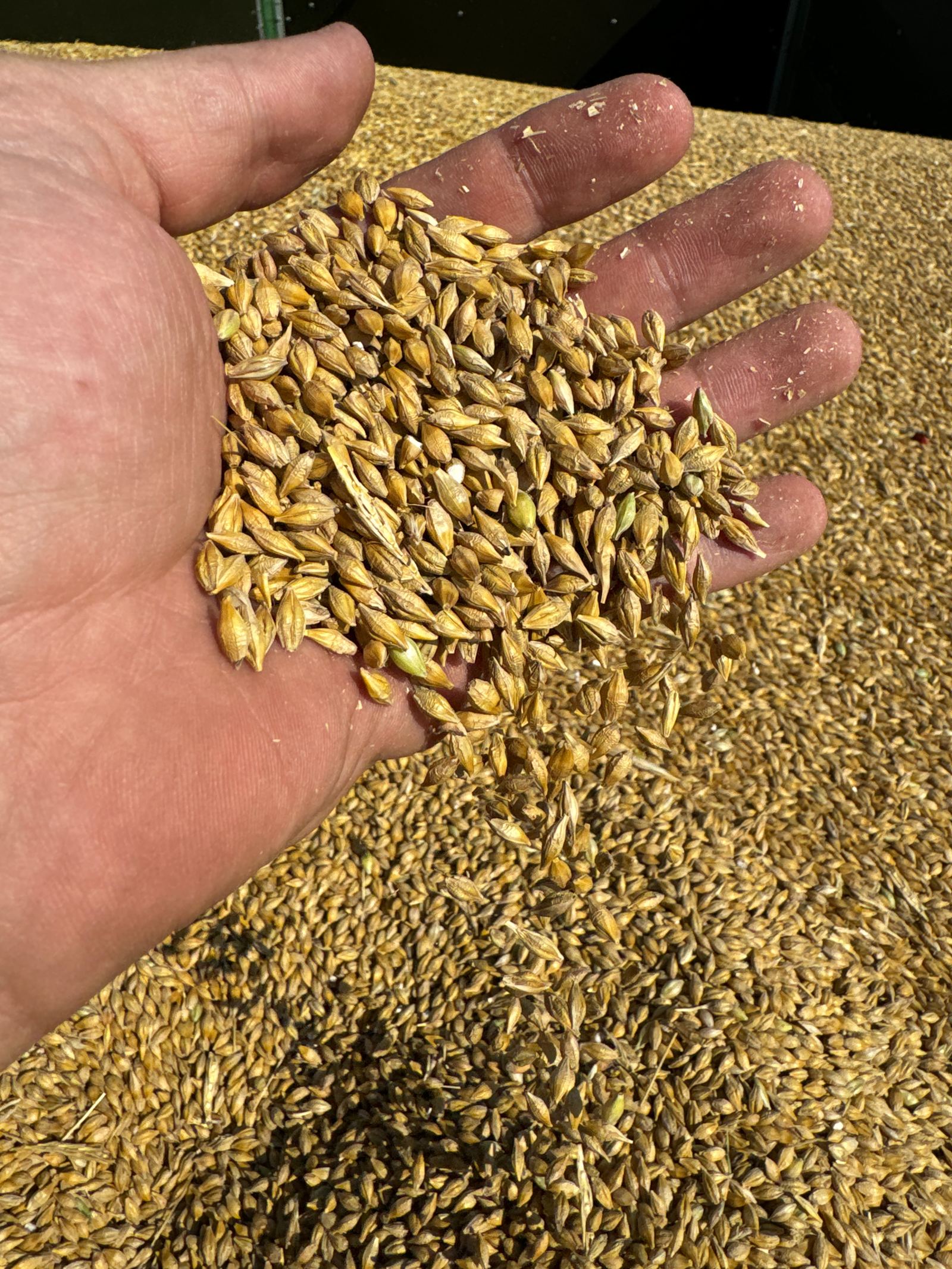 Braugerste in der Hand – Rohstoff für die Zeitzer Whisky Manufaktur